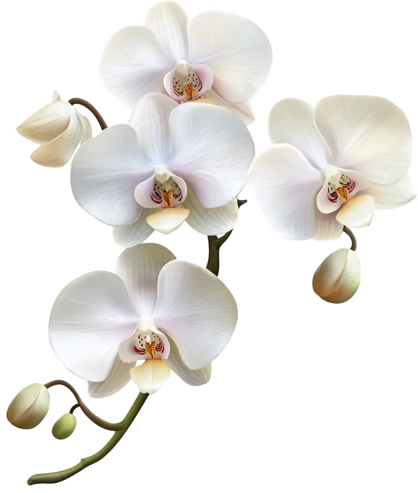 Orchids